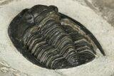 Proetid (Diademaproetus) Trilobite - Morocco #204299-4